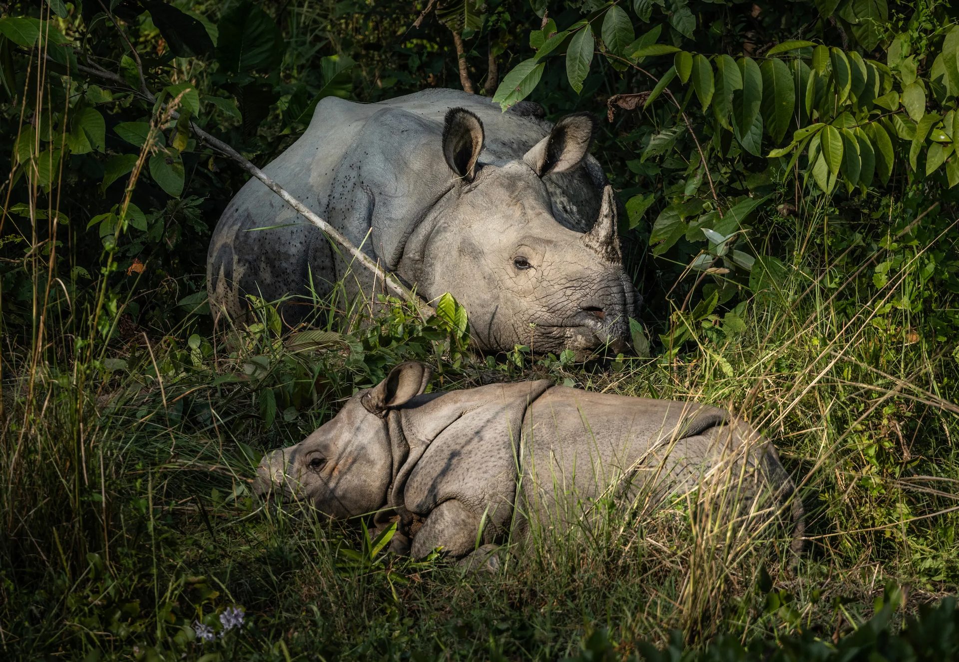 Chitwan National Park